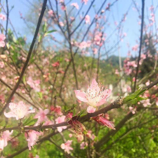 wzclow's tweet photo. 春暖花开
踏青去
#iphonephotography  #spring #flowers https://t.co/7TcMc7OBAJ