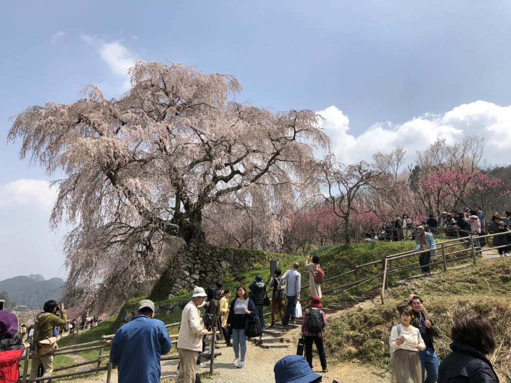 yohei_desu's tweet photo. #サクラ
#桜
#さくら
#奈良
#又兵衛桜
#いい天気
#樹齢300年
崖の上に大きな桜🌸
本日晴天☀️
ほぼほぼ満開です‼️ https://t.co/g6VYbmMA5Y