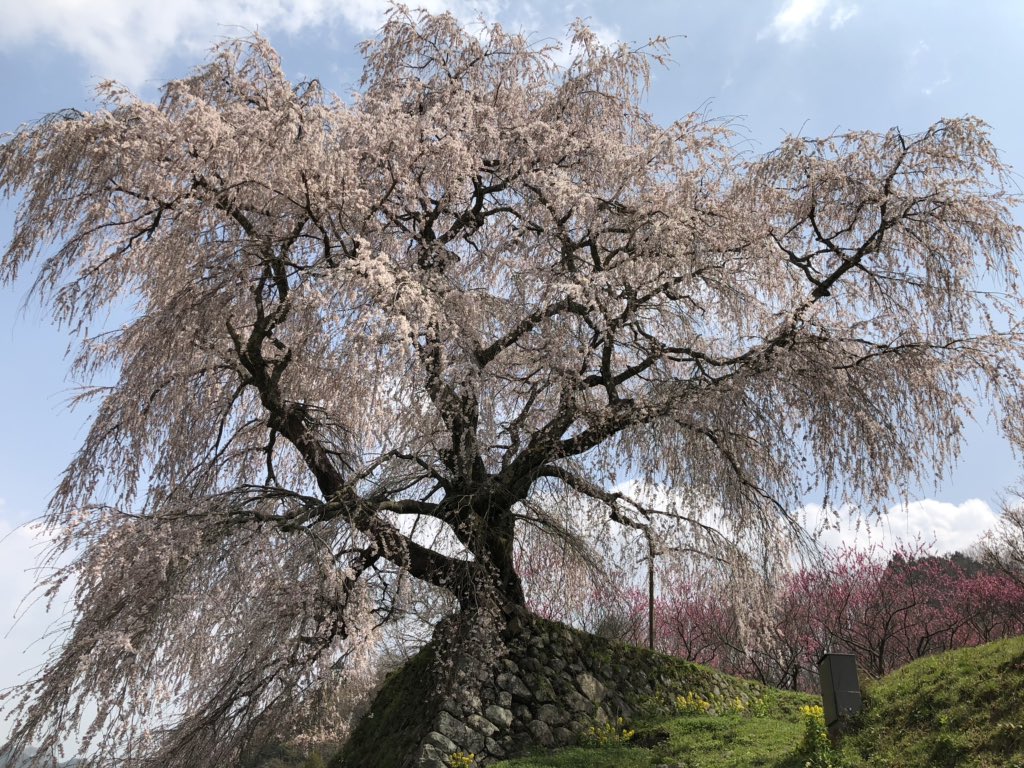 yohei_desu's tweet photo. #サクラ
#桜
#さくら
#奈良
#又兵衛桜
#いい天気
#樹齢300年
崖の上に大きな桜🌸
本日晴天☀️
ほぼほぼ満開です‼️ https://t.co/g6VYbmMA5Y