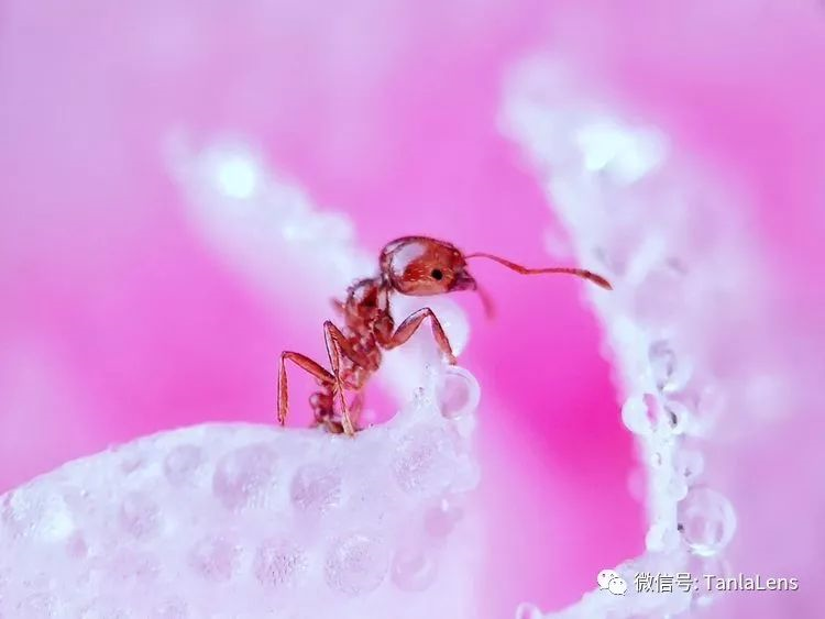 Tanlaphoto's tweet photo. Was this #Ant #lookingsomething?
Pic by fans with the #HDMacroLens (#ML28s) for #smartphone.
https://t.co/2HSQrT4JYR
#ants #bokeh #makro #closeup
#iPhoneXSMAX #iPhoneXS #iPhoneX #iPhoneXR #iPhone8Plus
#Macro #MacroLens #MacroPhotography #MacroPhoto
#galaxys10 #galaxys10plus https://t.co/i6Qxt06ZiT