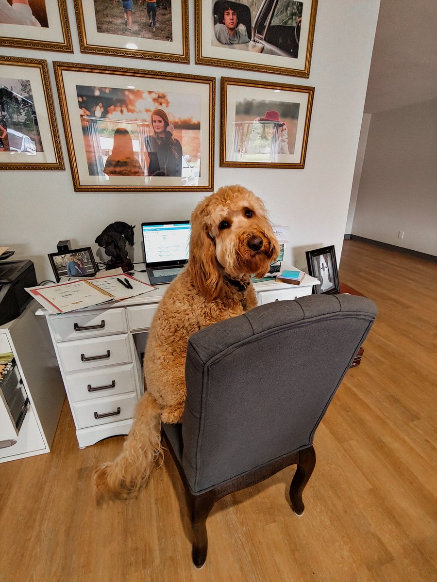 shellyo2014's tweet image. Never been in a fight, but might throw a punch if someone said my dog wasn't cute
#MonicaTheRedDoodle #SWPManager