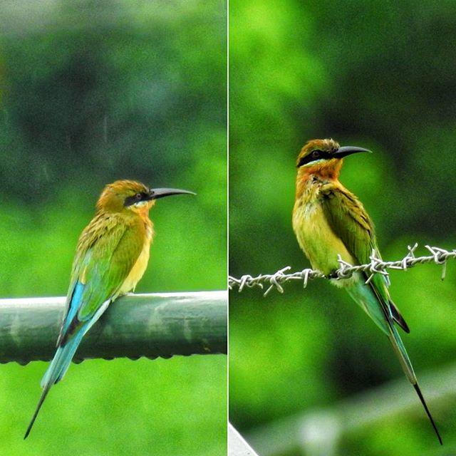 sliquer's tweet photo. Blue tailed bee-eater, one of the colorful bird that paint our island's nature canvas
#singapore #ig_singapore #hometowntourist #hikingtrail #datewithbae #nikonp900 #nikonphotography #loronghalus #birdphotography #birdsofsingapore #bluetailedbeeeater https://t.co/dQlCwfaak0