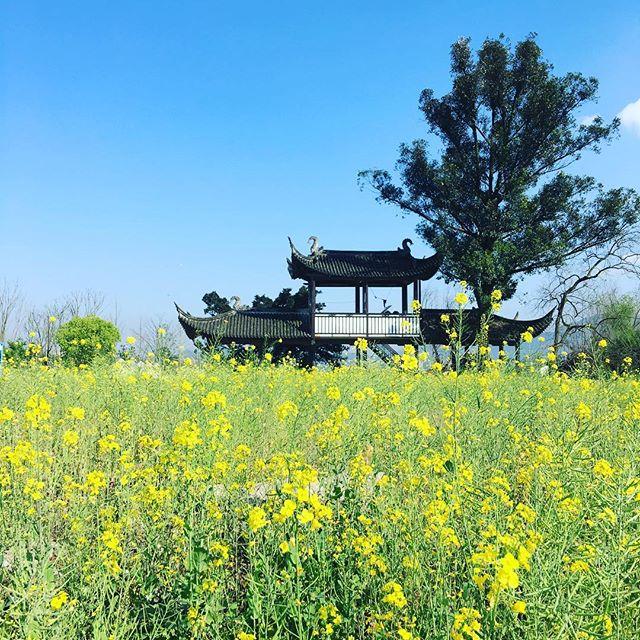 wzclow's tweet photo. 油菜花的春季😊
#iphonephotography #spring #flowers https://t.co/hSlQ3WqqVE