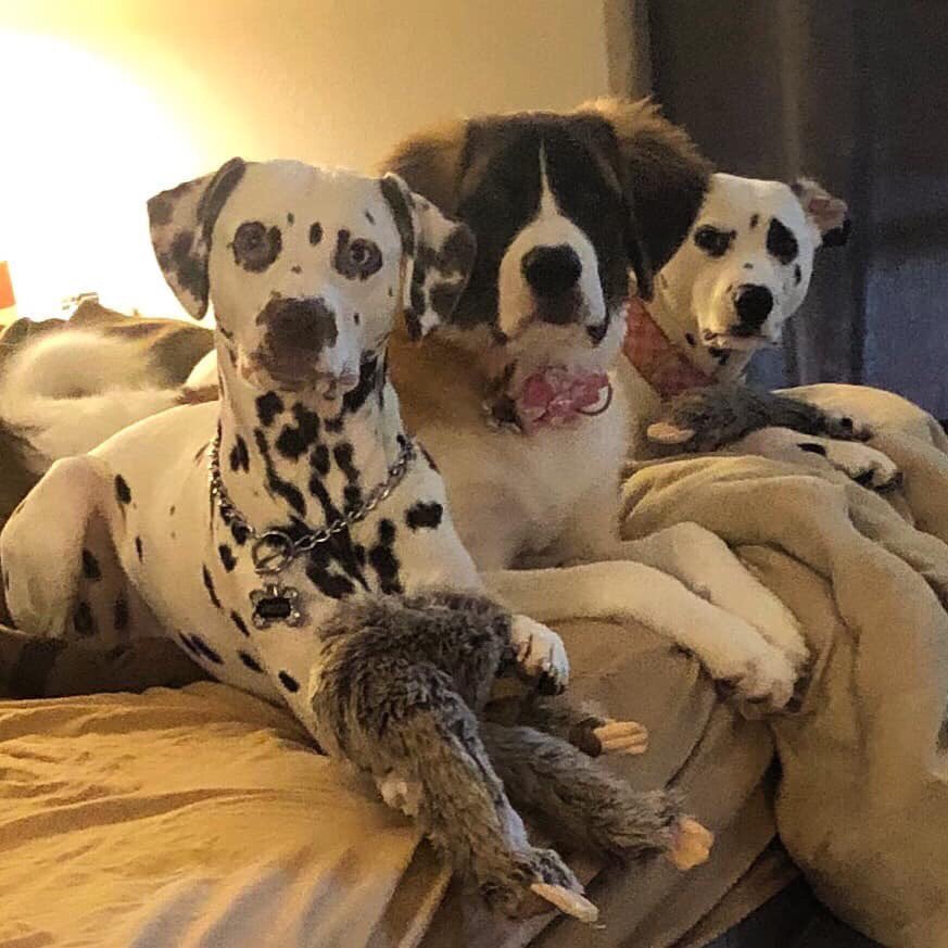 SmokinSleddog's tweet photo. #PupPinUp for this week is a priceless pic of this blended family of pooches. Meet 3 yr old #Dalmatian ARSON, 6 month old #StBernard, VENUS and 4.5 yr old Dalmatian, KONA. This gang is the full time entertainment crew for lucky owner, Stacia! https://t.co/VDyYYF5lDw