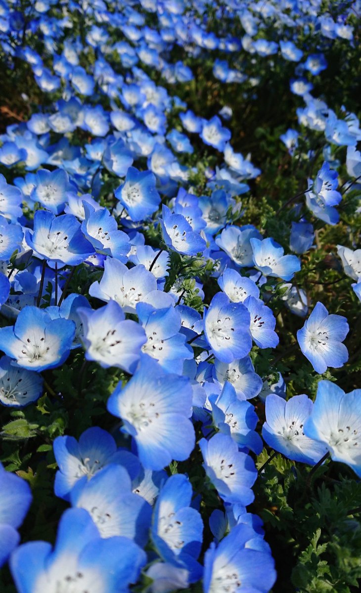 桜とネモフィラのコントラストが一際輝く海の中道海浜公園 Togetter