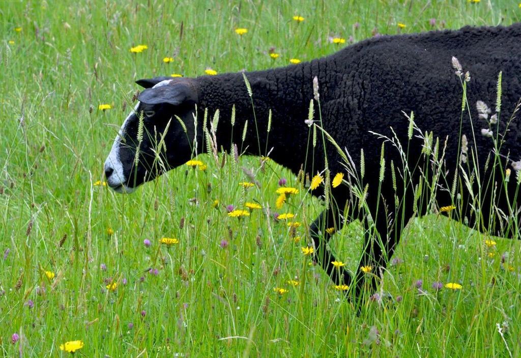 <a href="/miestfy/">Mike Shanahan</a> <a href="/PeteGDunne/">Peasant with a PhD</a> <a href="/StuartMMeikle/">Stuart Meikle</a> <a href="/coolydoody/">James Foley</a> <a href="/pippa_hackett/">Pippa Hackett</a> <a href="/whittledaway/">Pádraic Fogarty</a> <a href="/BirdsMatter_ie/">BirdsMatter_ie</a> More multi species swards are needed. They're also healthier for the animals