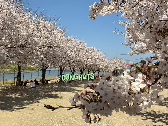 たまたま通った道の桜があまりにもすごかったほえ~ 