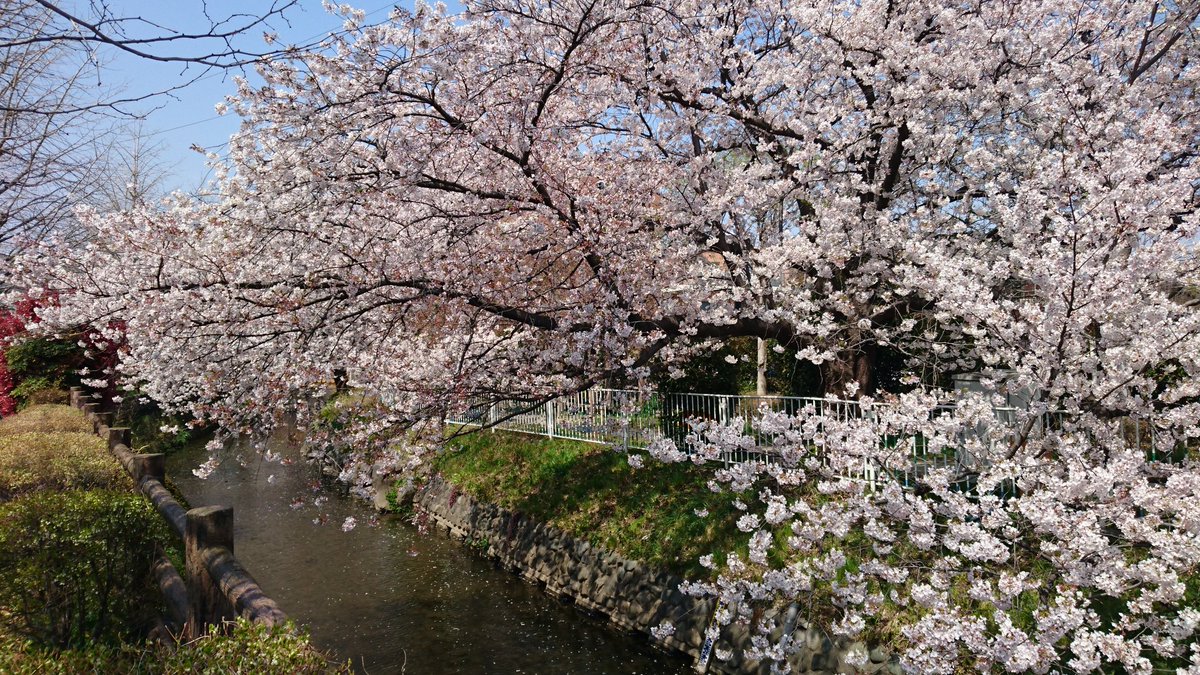 nurikabe10's tweet photo. #LUCKYTAPES 聴きながら、桜の中を散策。 https://t.co/9r8w5jnS9F