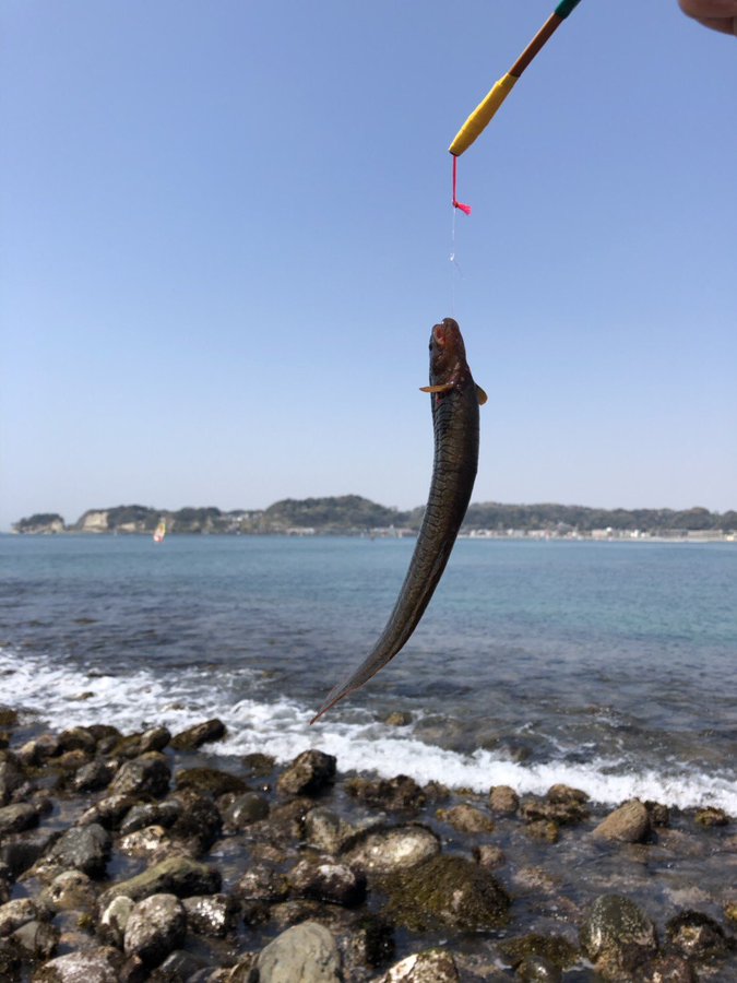 ギンポの特徴 見分け方 写真から探せる魚図鑑