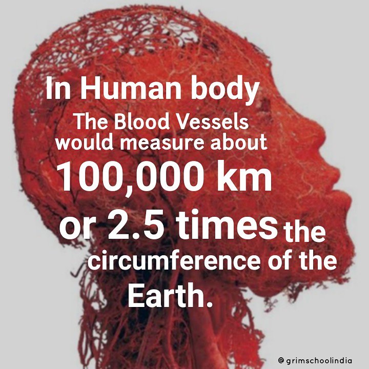 GRIMSCHOOLIND's tweet photo. #facts💯 The blood vessels (arteries, capillaries, and vein), laid end to end, would measure about 100,000 km (60,000 miles) or approximately 2.5 times the circumference of the earth. 
#blood #blood_vessels #arteries #capillaries #veins #earth #circumference @GRIMSCHOOLIND #grim https://t.co/5MS1BEbDAG