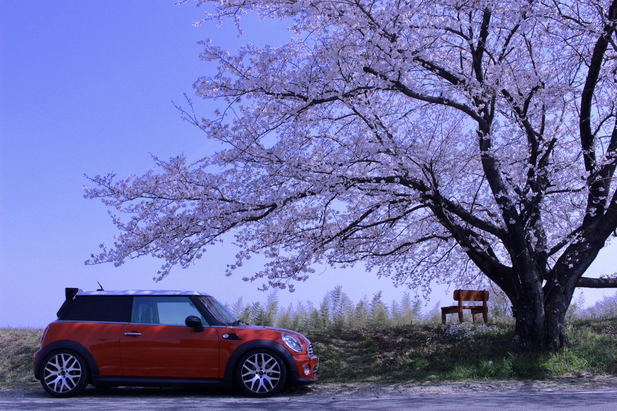 nattin595's tweet photo. #MINIとお花見ドライブ https://t.co/iMf5vAEUFF