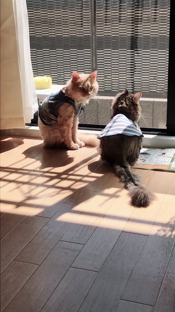 miyu_Red0876's tweet photo. やっと休みが来て、
車洗ってお部屋掃除して🥰
今日明日は、必要なもの買って、
ニャン🐈達と遊んで
まったりしよう( ⸝⸝˃ ᵕ ˂⸝⸝ )♡ https://t.co/4pS05plcNf