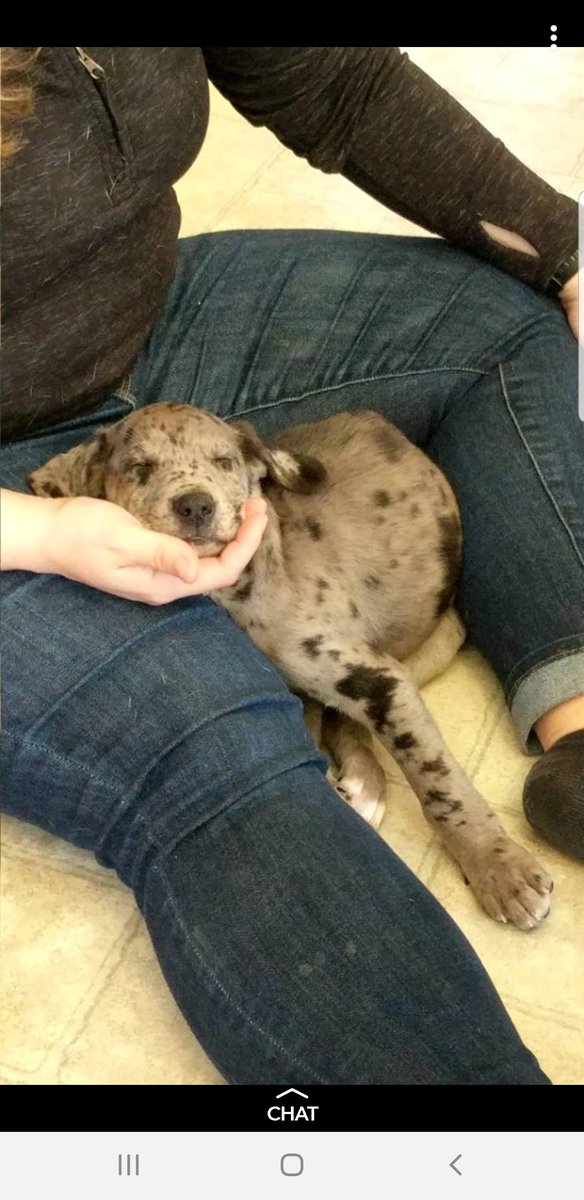 bojojam's tweet photo. @RuggerMeg Zora can't wait to love you. ❤️ https://t.co/8z4B9jRPbo