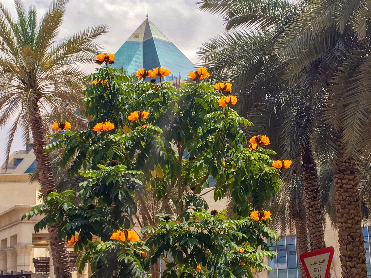chandanaroy24's tweet photo. Flanked by date palms, the African Tulip Tree adds colors to a hazy day. #WafiMall #TreesOfUAE, #AfricanTulipTree https://t.co/LHAej0FUMo