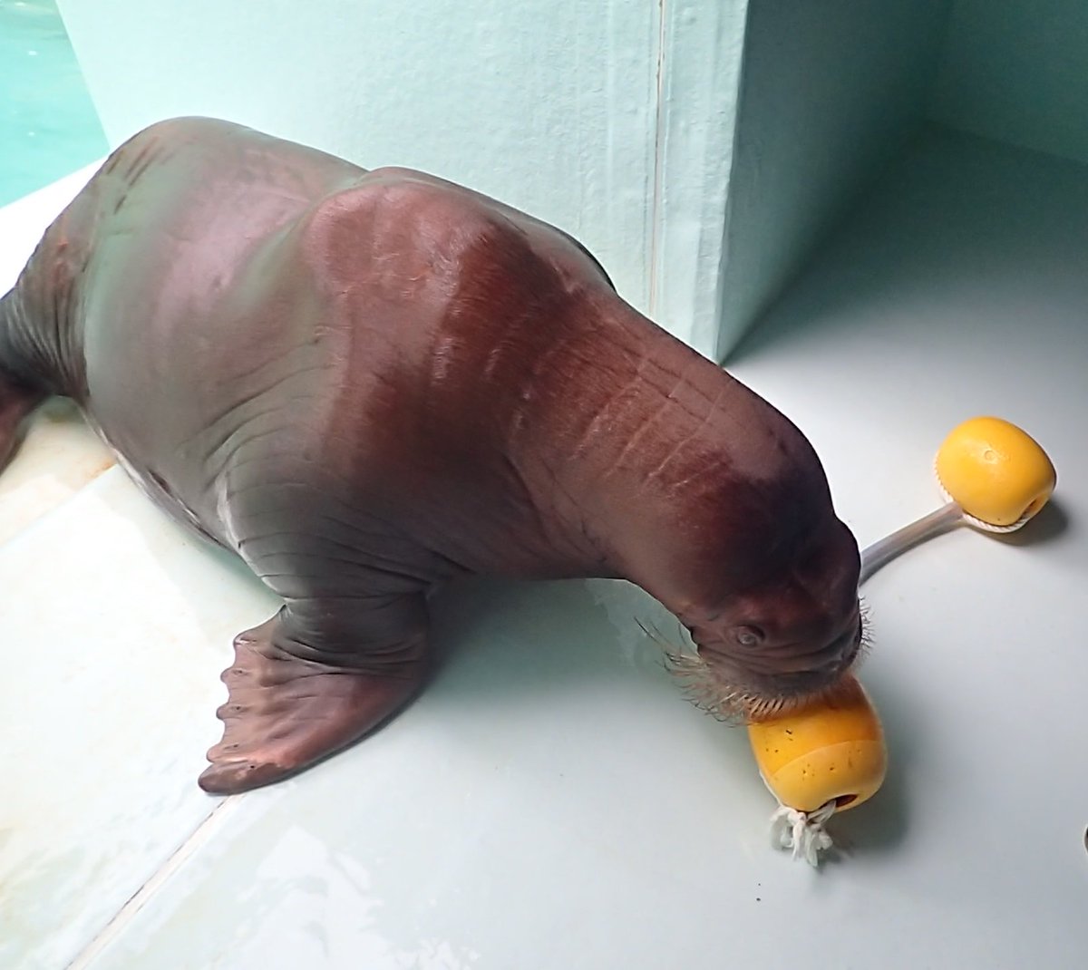 otaruaquarium's tweet photo. 4月6日は何の日かご存知ですか？

セイウチの「しずく」の誕生日です。
３歳になりました。

誕生日プレゼントは飼育員お手製の
新しいおもちゃです。

Today is the birthday of walrus "Shizuku". She is 3 years old. https://t.co/NFNit7pSc3