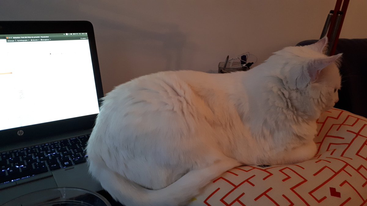 TweetKat1's tweet image. Mon umain maintenant dans elle est à la maison elle est au buro et même que depuis peu elle a pris un coussin pour mettre son membre avant droit dessus. Je pense que les humains ils doivent pas être au buro quand y sont à la maison et les coussins c'est pour les gropotichat!