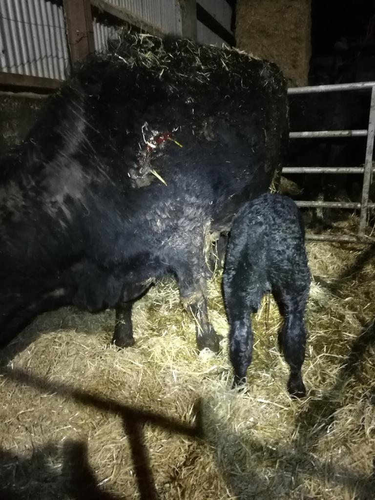 New arrival happy, sheep checked, cows fed! Off to <a href="/cffisirgar/">CFfI Sir Gâr YFC</a> field day to judge