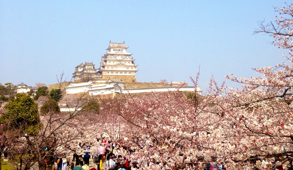 cherry blossoms tree scenery outdoors real world location sky architecture  illustration images