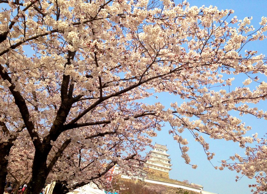「姫路城行って来ました  今日は花見日和ですね〜? 」|つばるのイラスト