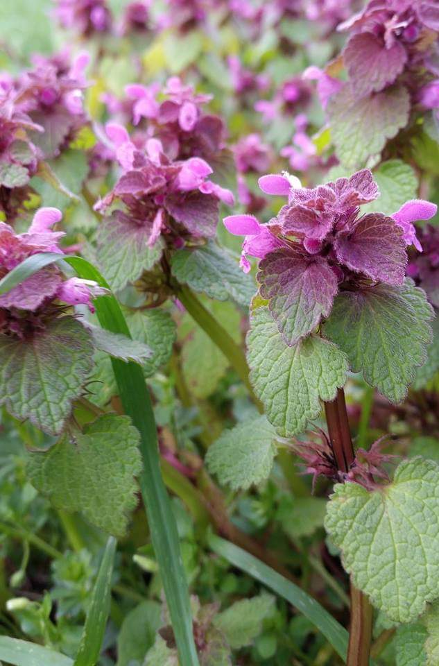 Prachtige paarse dovenetel! Nu overal in bloei in de berm. Gebruik de eetbare blaadjes en bloemen om je soep en salade versieren. Zie de FB pagina van Bosbaas voor meer info!