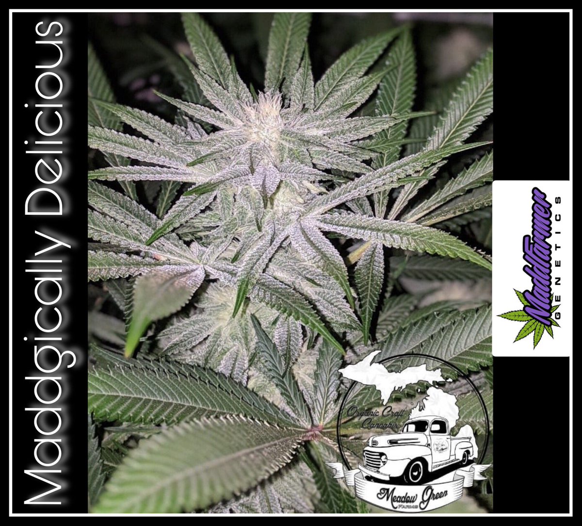 MaddfarmerG's tweet photo. #MaddgicallyDelicious grown by rglide7479 on Instagram. Bred by #MaddFarmerGenetics #MaddFarmerMedicine #209Genetics #GrowingLikeNoOther #PrivateReserve #MaddLove4OurCommunity #MFGFamily #CaliSecretCircle #MaddFrostMonster #DrippingWithMaddResin #DopestDope #rglide7479 #420Family https://t.co/nrE1H60JNY