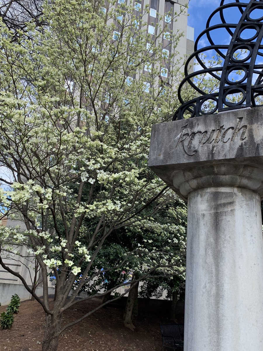 RushaSams's tweet photo. Knoxvilleβs in bloom! Come visit us during our pretty time: @dogwoodarts festival! @visitknoxville #krutchpark https://t.co/7gO7ZshaRi