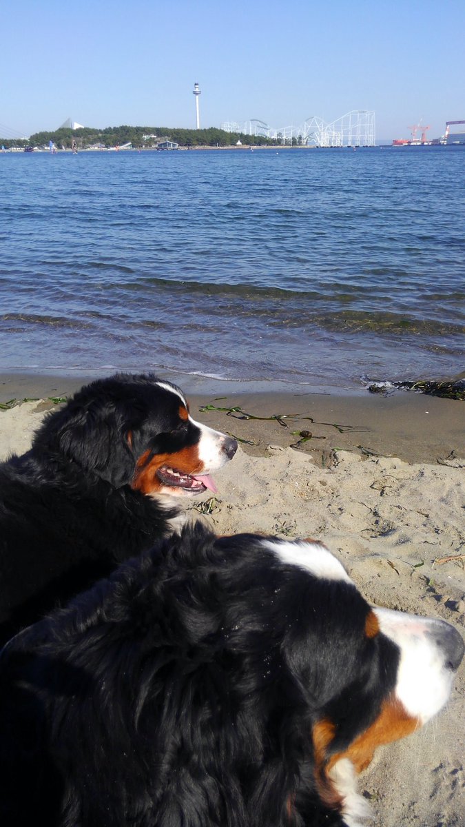 白川ドッグスクール 公式 暖かくて 海も穏やかで気持ち良い バーニーズマウンテンドッグ 犬のしつけ教室 ドッグスクール 白川ドッグスクール ドッグトレーナー 犬好きの人と繋がりたい 犬の居る暮らし