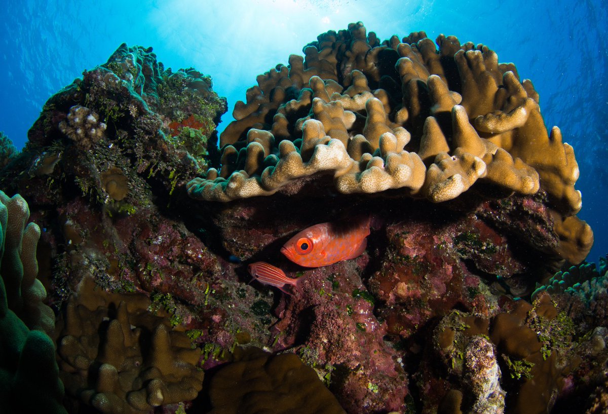 oceaneyeschile's tweet photo. Si vas a Rapa Nui no te olvides que también puedes aportar con tus observaciones a la ciencia. Encuentra nuestra ficha de observaciones de Rapa Nui en https://t.co/Ntx9Gc5glx
.
Foto: Tomás Yakasovic

#rapanui #citizenscience #buceo #chile https://t.co/zNCz0LVVuk