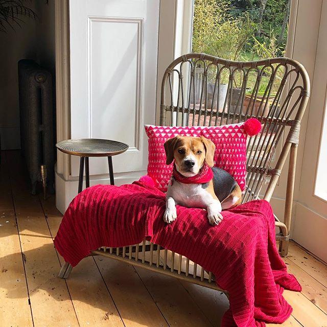 ARBOLhouse's tweet photo. It used to be my favourite spot for a morning coffee until this little fella adopted it for his luxurious dog bed... #dogsofinstagram #dogslife #rattanfurniture #rattanchair #beagle #beaglesofinstagram #myactualhome #atmine #interiors #georgianhouse #at… https://t.co/ZO5evrp5iY https://t.co/mXjgBxLjfT
