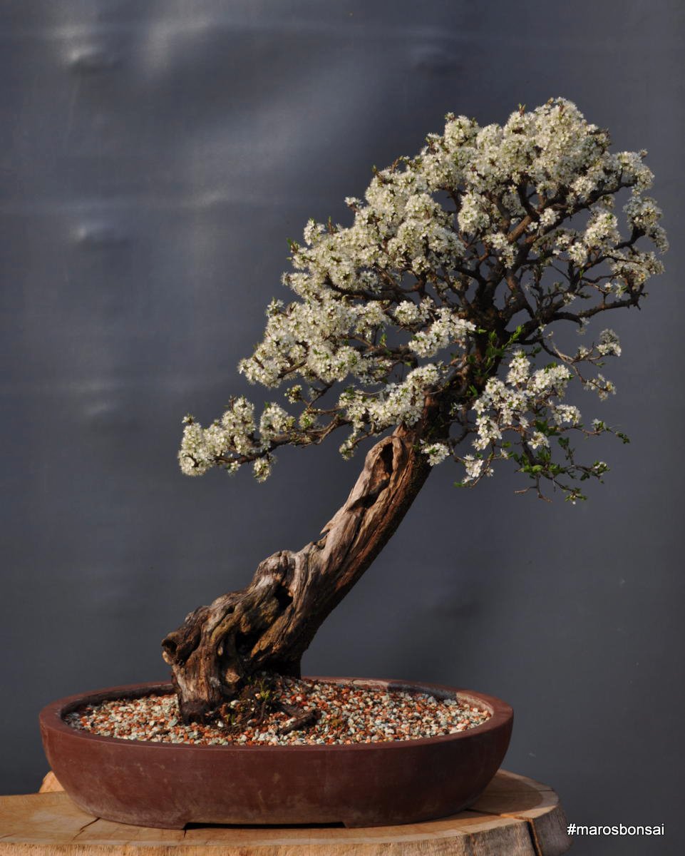 Prunus spinosa/Trnka obyajn/Sloe #bonsai #peak #flowers  https://t.co/q4zWqBgcvp 2009-2019 #TenYearsChallanege #marosbonsai  #bonsaitree #sloe #springcolours #spring #yamadori