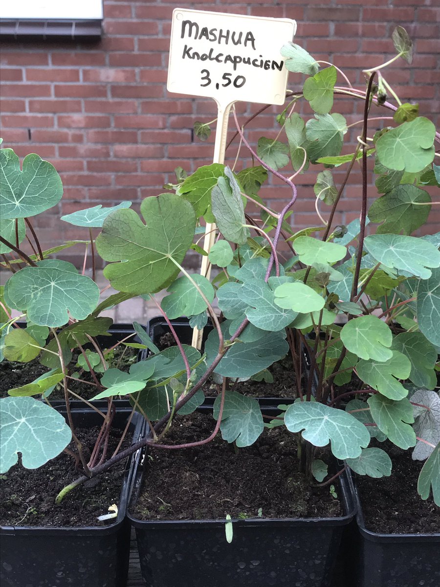 OlDaip's tweet photo. Mashua knolkapucien #bijzondere #groenten https://t.co/LtRZxVY2Xg