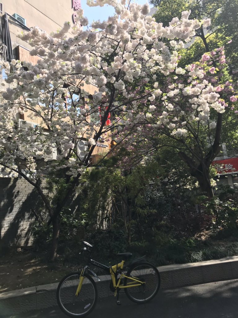 tabibito777's tweet photo. @yutianchuan こんにちは  西湖は人が多いよ https://t.co/1Ani3kNIH2