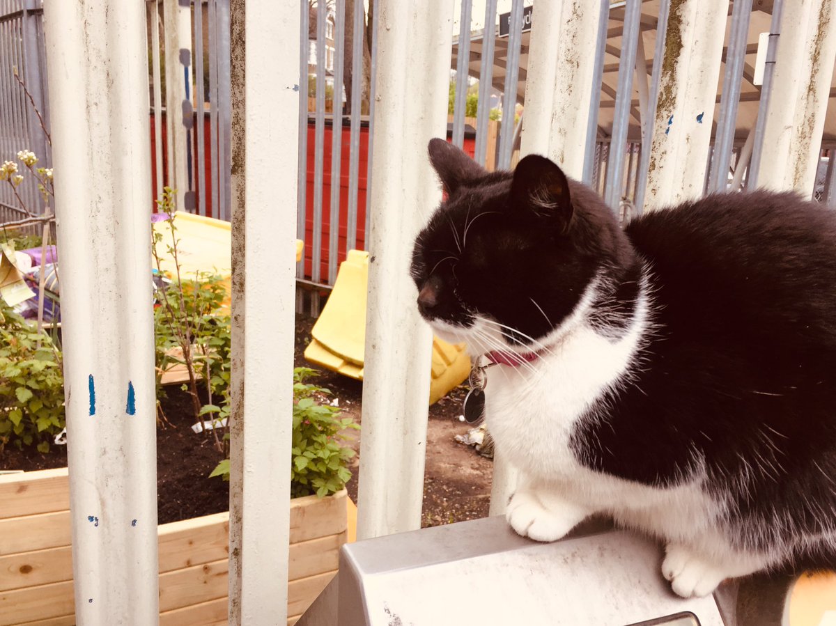 ebesneizer's tweet photo. @TheGipsyHillCat Jardin-miration https://t.co/2eS1oiHNIk