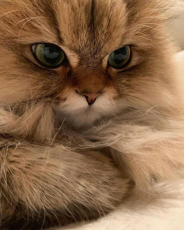 KitNipBox's tweet photo. When your cat has RMF: Resting Mad Face 😫😭 #WhyYouMadAtMe #ButILoveU #ItsJustTheirFaceTho #KitNipBox [📷: @nikon.neko.official] https://t.co/3a0DXfvpBm https://t.co/Xzzdd1DEsK