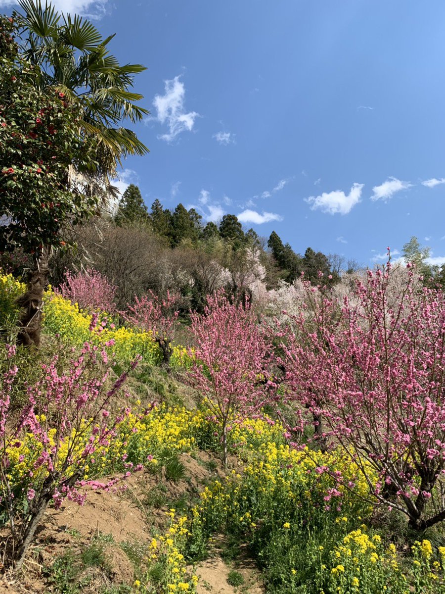 IngridiH's tweet photo. Just about two hours away from Tokyo. Hanamiyama park in Fukushima city. Sakura in full bloom. Amazing scenery. #sakura https://t.co/kfXFwdJx4V