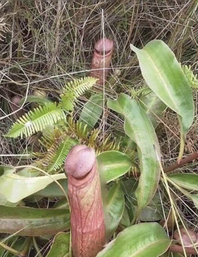 suave_simon's tweet photo. I once made love to a beautiful lady in the Fox garden. Every Spring, nature blesses ladies of Lutterworth with this reminder of me. https://t.co/s2dfJ1my1p