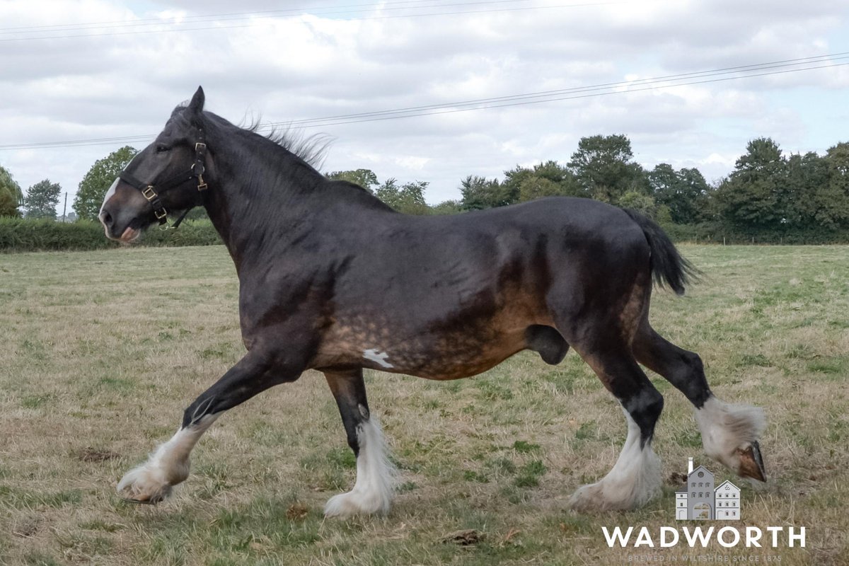 Wadworth's tweet photo. We decided not to enter the boys in this year's #GrandNational....we thought it might not be fair on the other horses! Good luck today everyone, stay safe! 🏇 https://t.co/mSqx8ulXMX