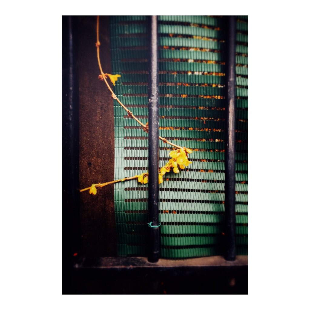 flotwotabbies's tweet photo. Rebel without a cause...
#nature #colors #green #spring #notfollowingthecrowd #urban #phonephotography https://t.co/9I28fJQPjy