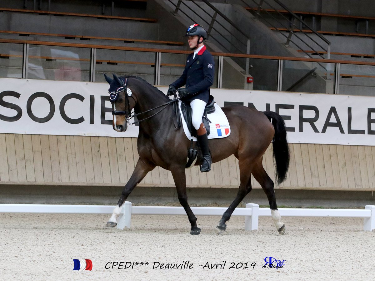 #CPEDI2019 🇫🇷 Deuxième journée de compétition au Pôle International du Cheval pour le CPEDI*** de Deauville ! Ce soir, résultats de la Coupe des Nations ! 
🎥 Le Live ➡️  facebook.com/cpedi.dedeauvi…
📃 Les listes de départ ➡️ handiequicompet.fr/fr/489/listes-…
