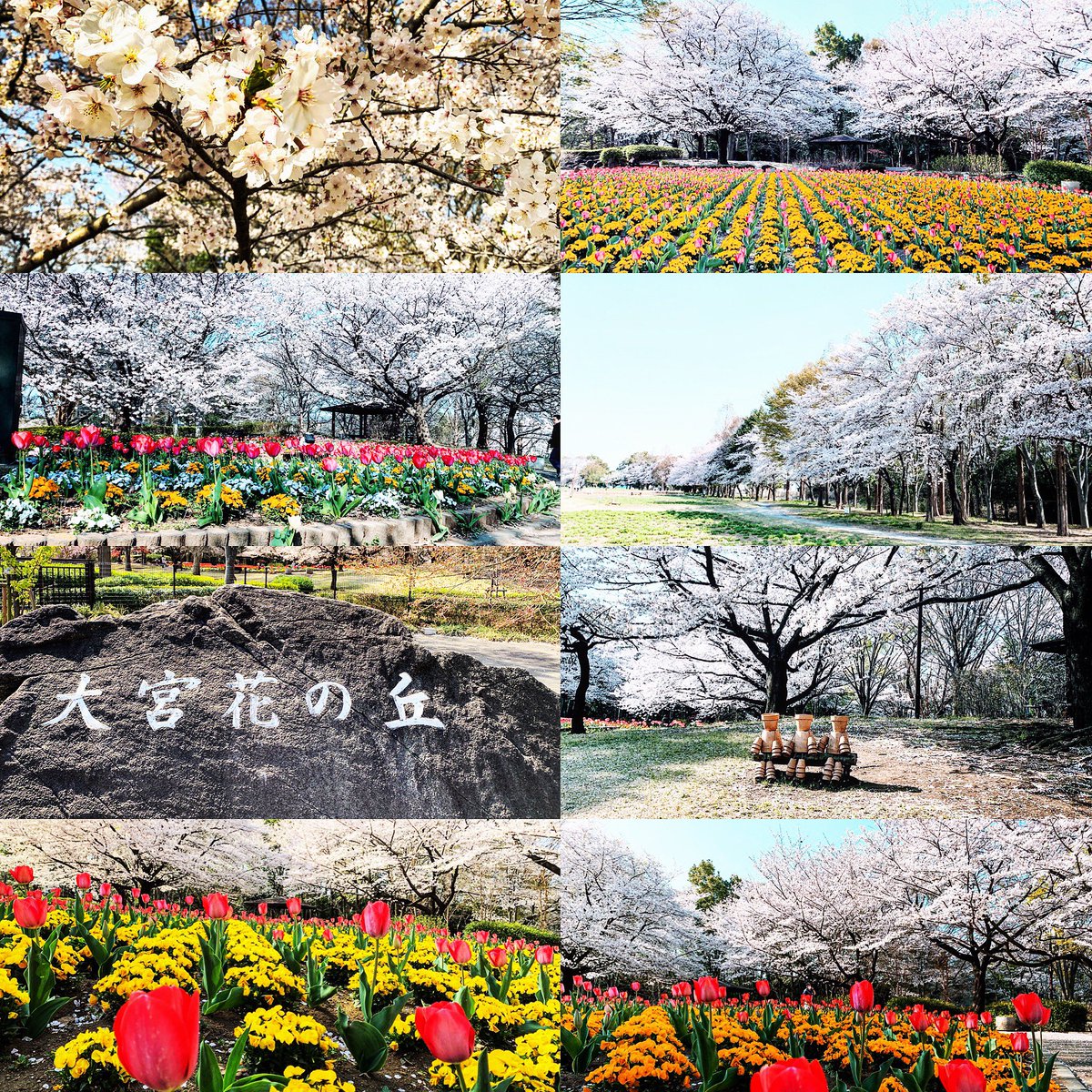 大宮花の丘公園 大宮花の丘公園
