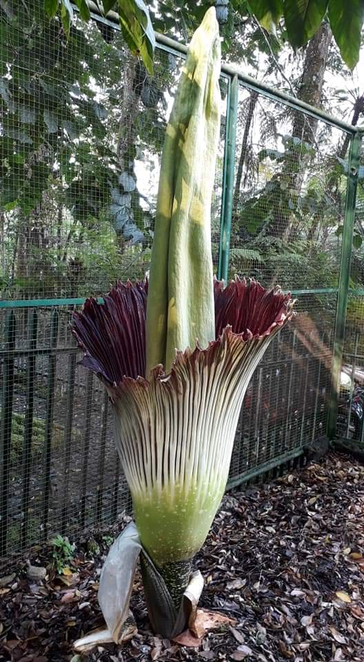 science_BRIN's tweet photo. Bunga bangkai perlu empat tahun untuk sekali pembungaan dan memiliki tiga fase siklus hidup yang terdiri dari fase vegetatif (daun), fase dorman (istirahat), dan fase generatif (berbunga) #LIPI #LIPIpedia https://t.co/tjxT9VBsev