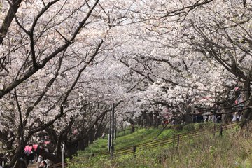 必殺 幸手桜まつり22の駐車場に最速で入る方法 右折はダメ絶対 ｍａｐ付で紹介 Tasso