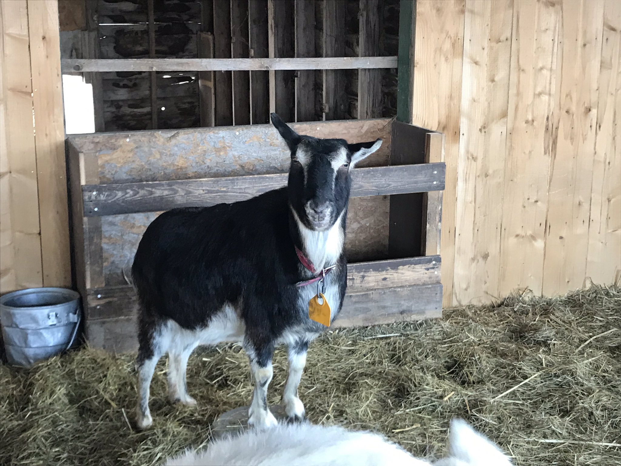 動物とふれあい Twitter Search Twitter