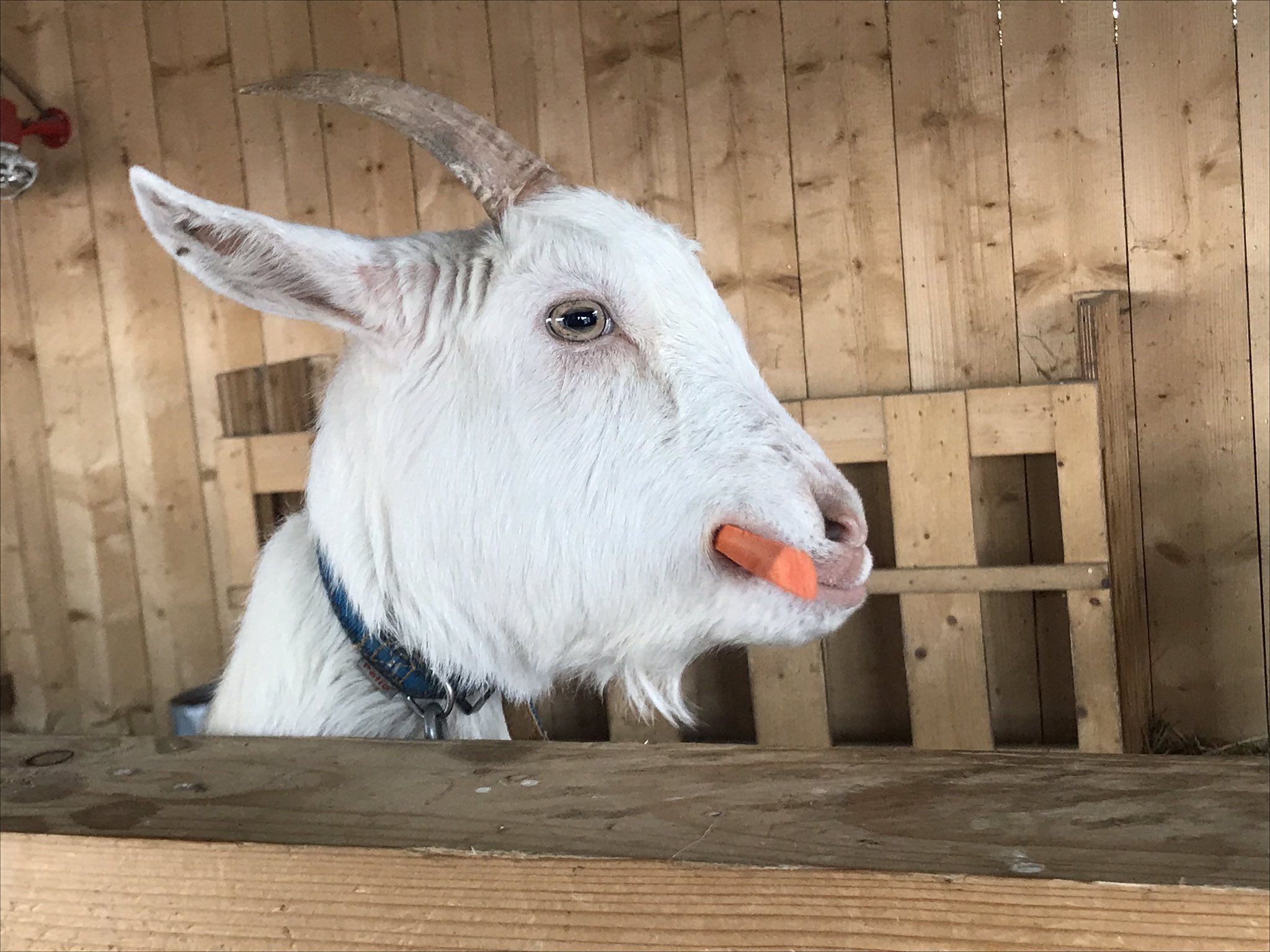 動物とふれあい Twitter Search Twitter