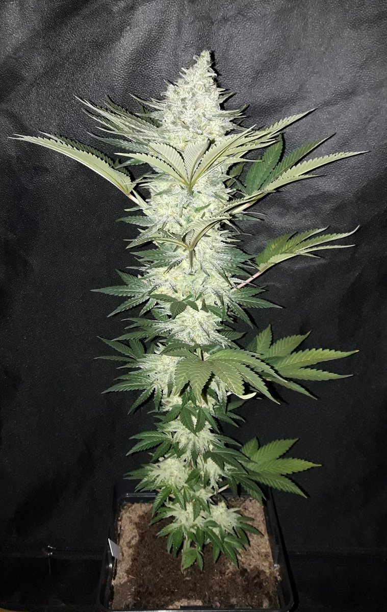AdrycManellson's tweet photo. ¿ Y qué me decís de #MatanusK de @GeaSeeds, #ProSoil @VitaLinkEU #LEC315Wts+#LED #Spectron #25Wts apoyo #RefBlanca de @HydroGardenLtd y @spiragrow ?
Sin Palabras te dejan Amig@s.
Alegría, Paz, Olas y Semis:-))) https://t.co/ezLah8cymX