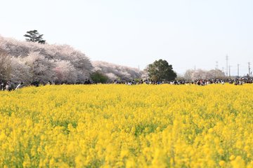 必殺 幸手桜まつり22の駐車場に最速で入る方法 右折はダメ絶対 ｍａｐ付で紹介 Tasso