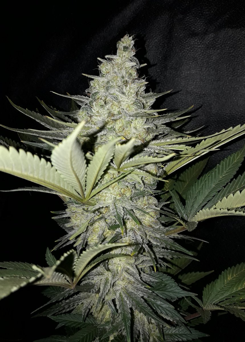 AdrycManellson's tweet photo. ¿ Y qué me decís de #MatanusK de @GeaSeeds, #ProSoil @VitaLinkEU #LEC315Wts+#LED #Spectron #25Wts apoyo #RefBlanca de @HydroGardenLtd y @spiragrow ?
Sin Palabras te dejan Amig@s.
Alegría, Paz, Olas y Semis:-))) https://t.co/ezLah8cymX