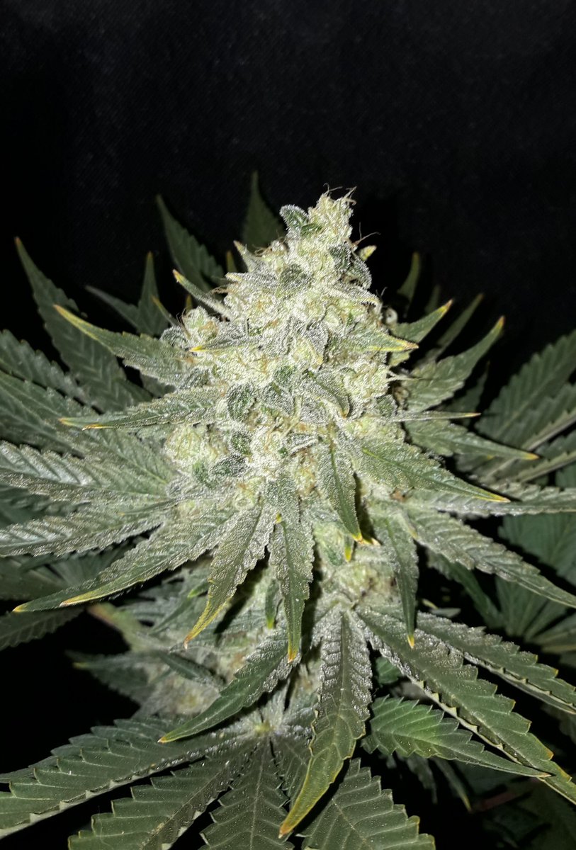 AdrycManellson's tweet photo. ¿ Y qué me decís de #MatanusK de @GeaSeeds, #ProSoil @VitaLinkEU #LEC315Wts+#LED #Spectron #25Wts apoyo #RefBlanca de @HydroGardenLtd y @spiragrow ?
Sin Palabras te dejan Amig@s.
Alegría, Paz, Olas y Semis:-))) https://t.co/ezLah8cymX
