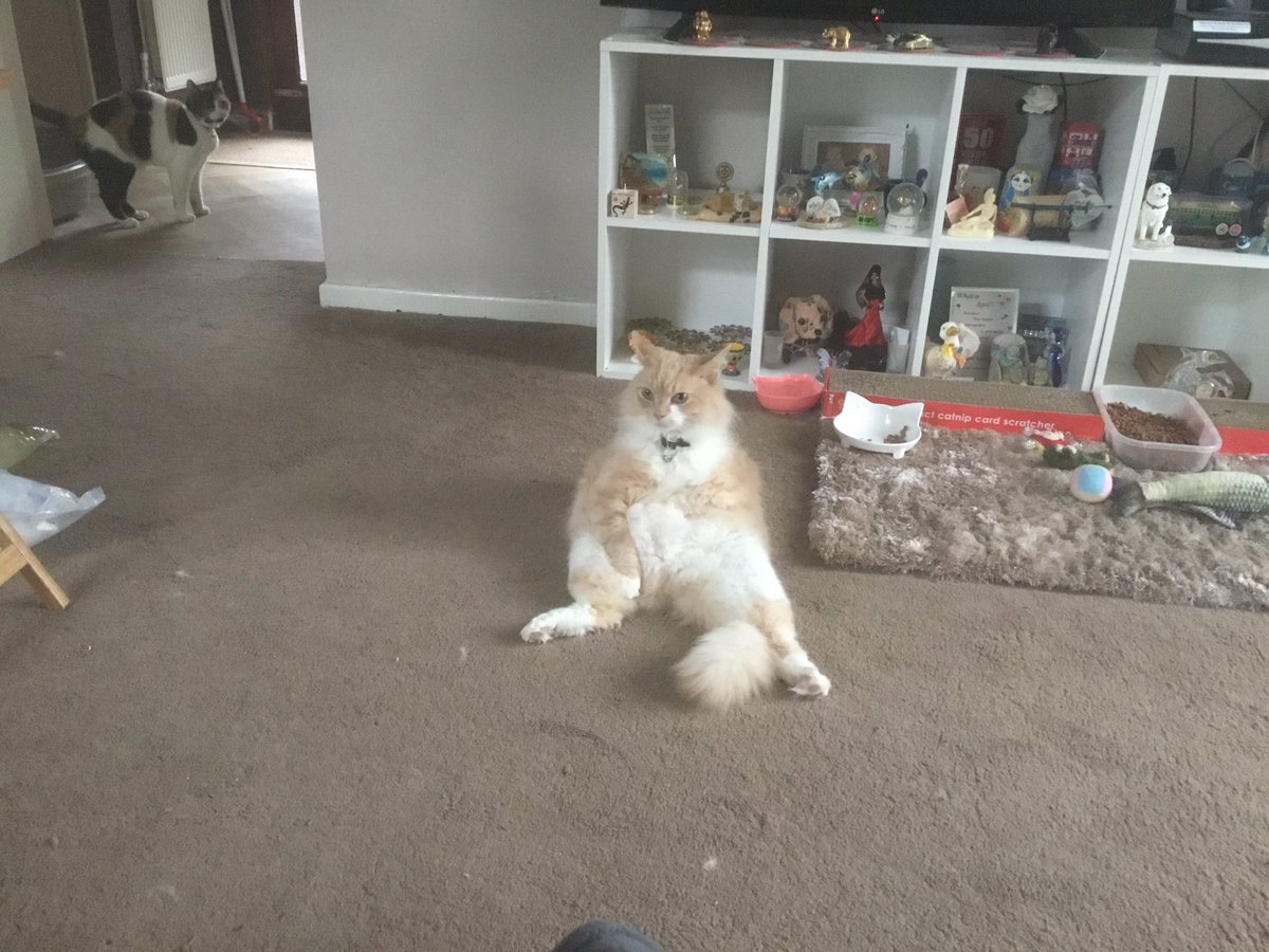 greenpark375's tweet photo. My cat is having a chill https://t.co/qgRJacFo6A