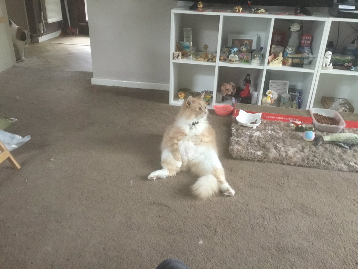 My cat is having a chill